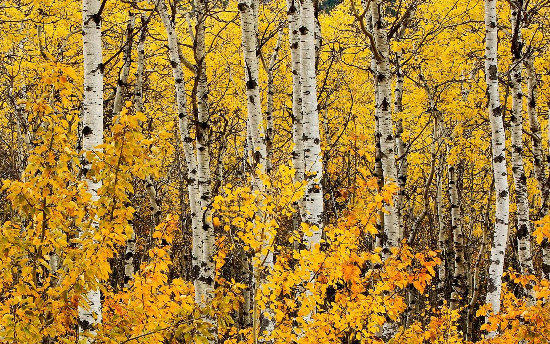 Хабаровская «ОПОРА РОССИИ» предлагает все же пересмотреть ставки на древесные соки Хабаровская «ОПОРА РОССИИ» предлагает все же пересмотреть ставки на древесные соки