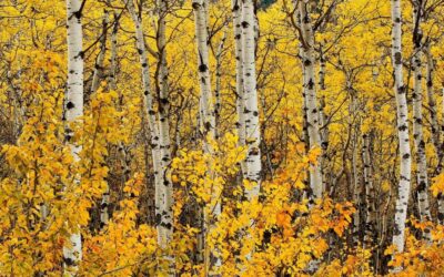 Хабаровская «ОПОРА РОССИИ» предлагает все же пересмотреть ставки на древесные соки