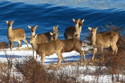 Инициативы Хабаровской «ОПОРЫ РОССИИ» по поддержке оленеводства включены в проект Дорожной карты